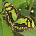 Sample 6 – Malachite