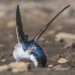 Sample 3 – Common house martin