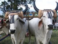 Sample 2 – Oxcart