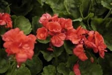 Sample 4 – Geranium