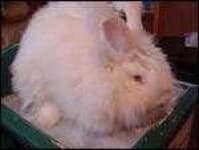 Sample 5 – Angora