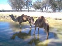 Sample 4 – Arabian camel