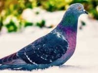 Sample 6 – Pigeon