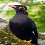 Sample 2 – Enggano myna