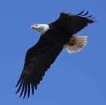 Sample of Bald eagle