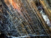 Sample 5 – Cobwebbed
