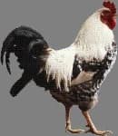 Sample 5 – Rooster