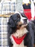 Sample 1 – Appenzeller