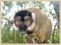 Sample 4 – Indri