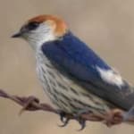 Sample 6 – Stripped swallow