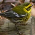 Townsends warbler image dataset preview