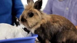 Sample 5 – Rabbit