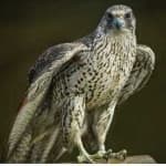 Sample 3 – Gyrfalcon
