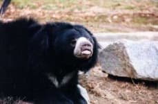 Sample 2 – Sloth bear