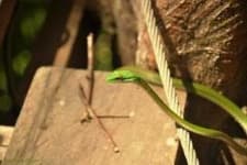 Sample 1 – Vine snake