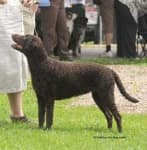 Sample 6 – Curly coated retriever