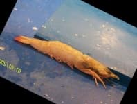 Sample 2 – Shrimp