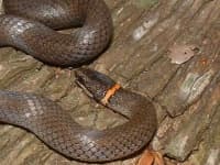 Sample 6 – Ringneck snake