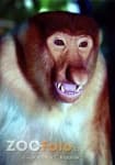 Sample 5 – Proboscis monkey
