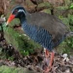 Sample 5 – Okinawa rail