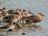 Sample 3 – Red backed sandpiper