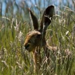 Sample 1 – Hare