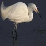 Sample 5 – Snowy egret