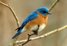 Sample 3 – Bluebird