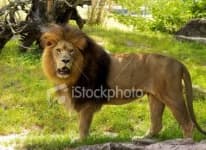 Sample 6 – Lion