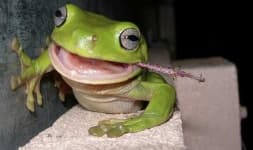 Sample 3 – Tree frog