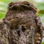 Sample of Great potoo