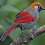 Sample 4 – Red tailed thrush