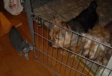 Sample 6 – Norwich terrier