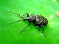 Sample 4 – Weevil