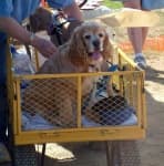 Sample 3 – Cocker spaniel