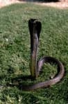 Sample 3 – Indian cobra