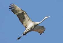 Sample 1 – Crane