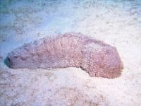 Sample 6 – Sea cucumber