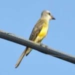 Sample 3 – Couchs kingbird