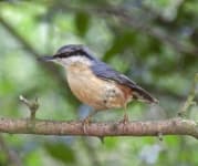 Sample 3 – Sparrow