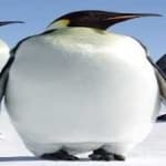 Sample 6 – Emperor penguin