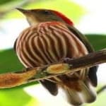Sample 4 – Stripped manakin