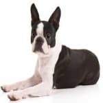 Sample 1 – Boston terrier