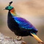 Sample 2 – Himalayan monal