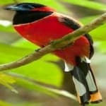 Sample 5 – Red naped trogon