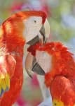 Sample 1 – Macaw
