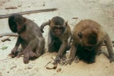 Sample 5 – Macaque