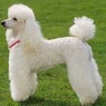 Sample 4 – Poodle