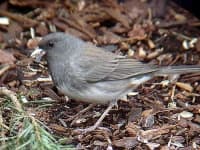 Sample 3 – Junco