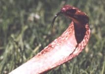 Sample 2 – Indian cobra